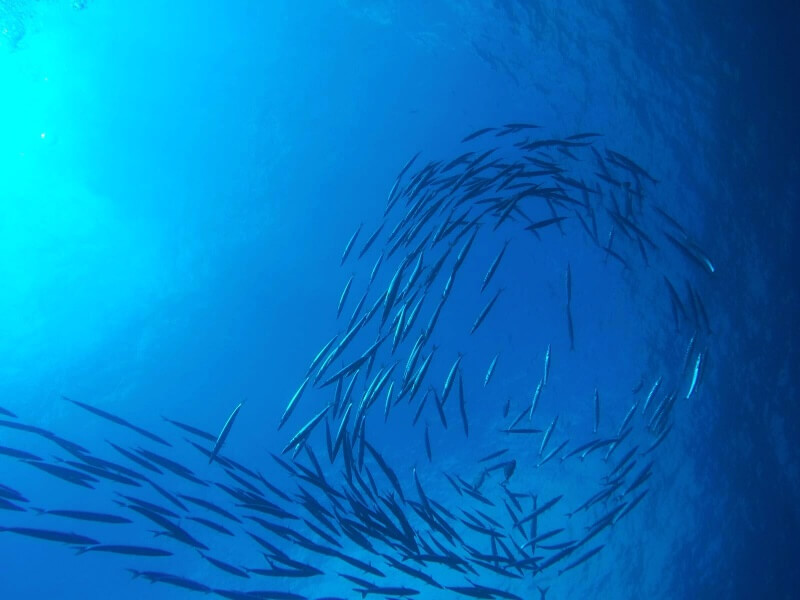 punta del bisbe