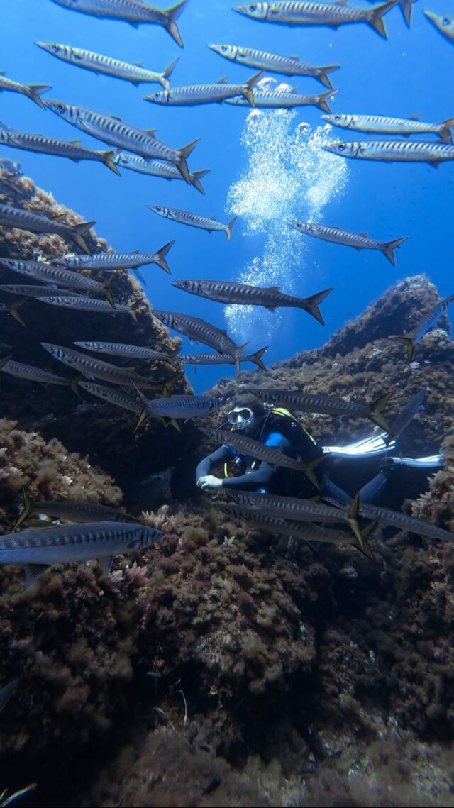 ¿Sueñas con buceos así?🐠

¡No sueñes más y vente a bucear con nosotros! Te llevaremos a puntos de inmersiones como esta en la #isladelaire.

Buenísima visibilidad y muchos encuentros marinos como este banco de barracudas!!

¡Te estamos esperando! 🤿

📍 #Mahon, #Menorca

🎥 @fonsidiventures 
🧜🏽‍♂️ Xavi
#buceomenorca #divingmenorca #menorcaparadise #menorcaparadise #ssi #iamssi #maresjuataddwater #scubadiving #buceoespaña #visitmenorca